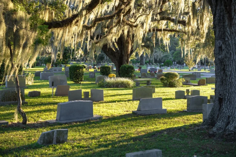 Sunlit cemetery with numerous gray headstones under large oak trees draped with Spanish moss.