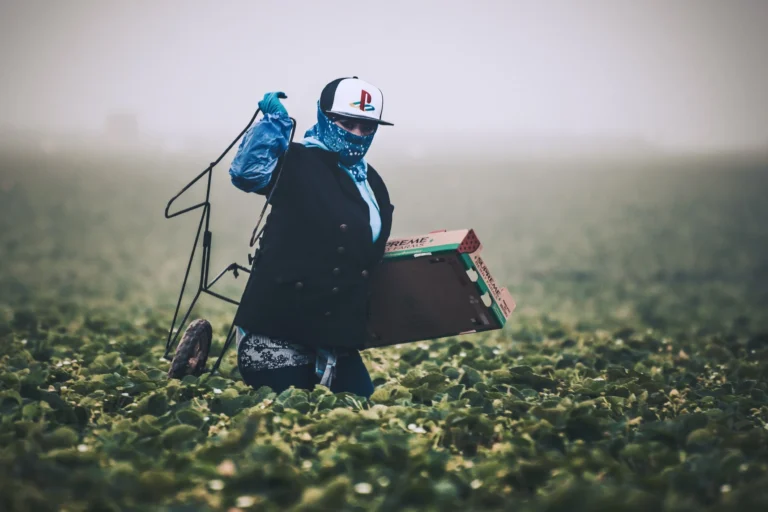 Person wearing a cap and face covering harvesting crops in a green field with a cardboard box.